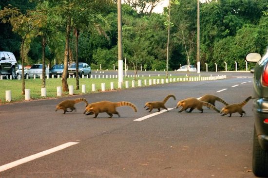 Bibliotecário é assaltado durante caminhada e obrigado a fazer Pix de R$ 300 no Parque dos Poderes
