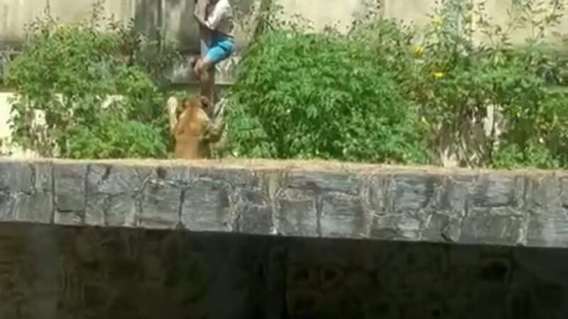 Homem morre após invadir recinto de leoa em zoológico da Paraíba