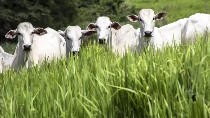 Chuvas marcam início do período ideal para formação de pastagens em Mato Grosso do Sul