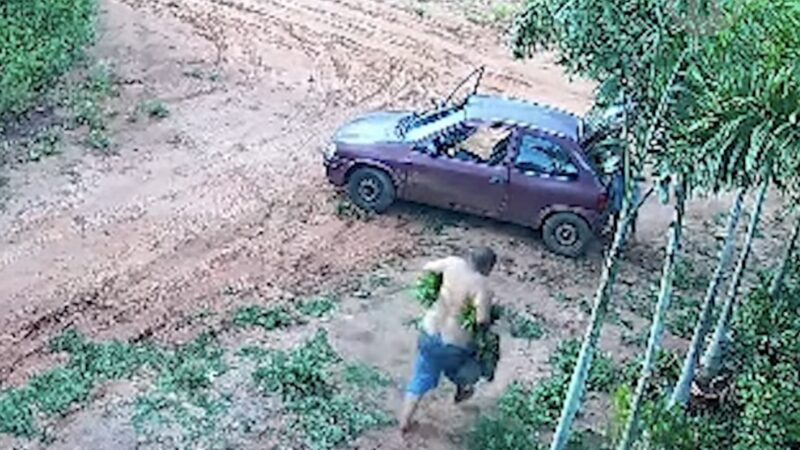 Câmeras flagra 2 homens furtando de mudas em viveiro no Jardim Veraneio e prejuízo passa de R$ 1,6 mil