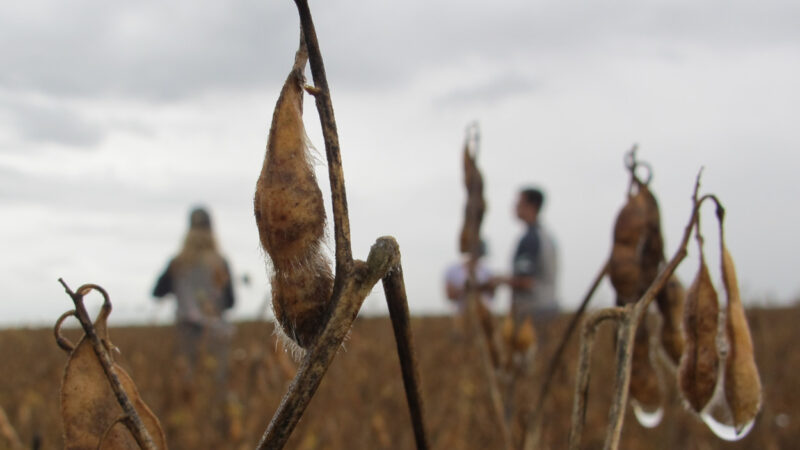 Falta de chuva coloca lavouras de soja do sul de MS em alerta durante fase crítica da safra