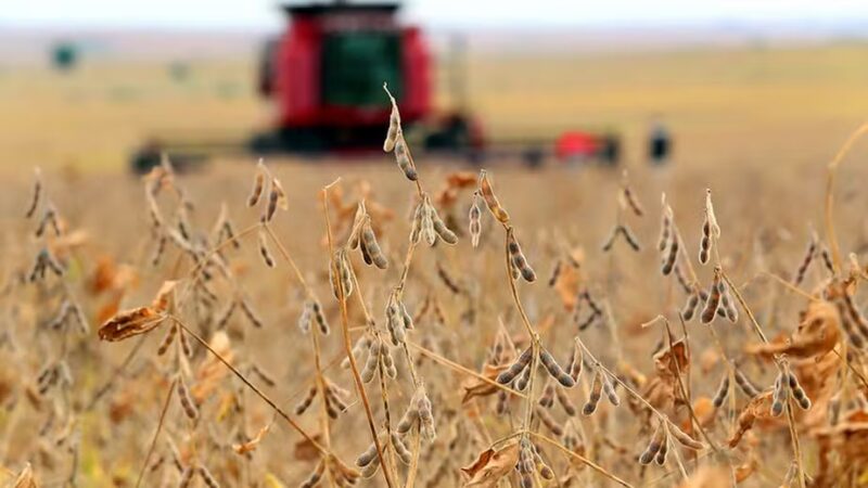 Colheita da soja em MS avança para 27,7%, mas estiagem reduz ritmo em relação ao ano passado