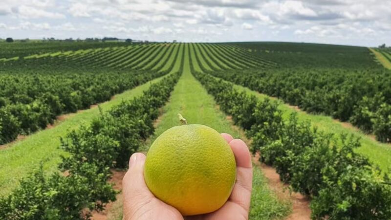 MS amplia áreas de cana, eucalipto e laranja e reforça diversificação no agronegócio