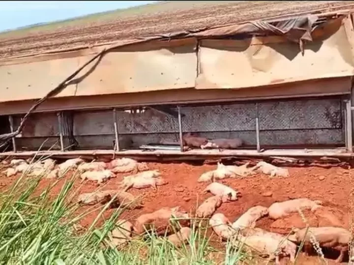 Caminhão com leitões tomba entre São Gabriel do Oeste e Rio Negro; vários animais morreram