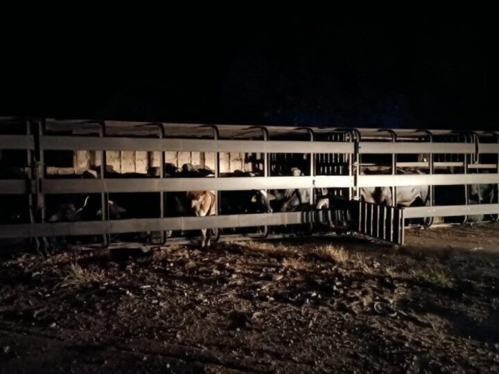Destombamento de carreta com gado provoca interdição e congestionamento na BR-163 em Campo Grande