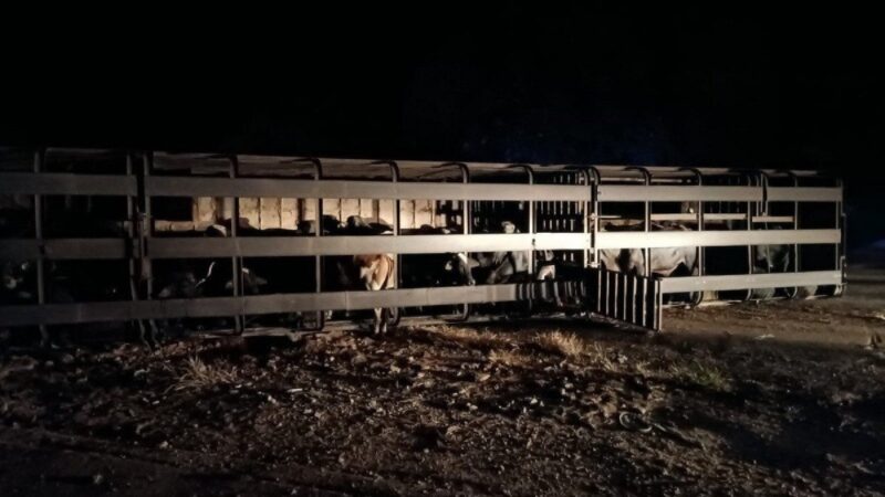 Destombamento de carreta com gado provoca interdição e congestionamento na BR-163 em Campo Grande