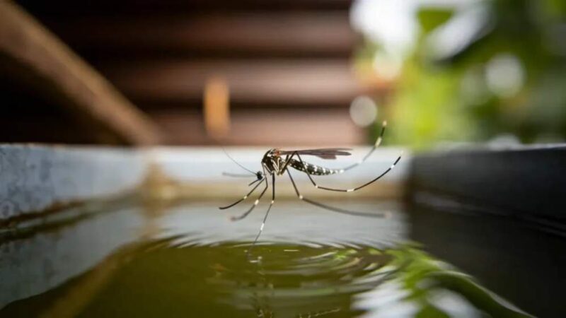 Mato Grosso do Sul registra avanço da Febre Chikungunya e muda foco de casos no Estado