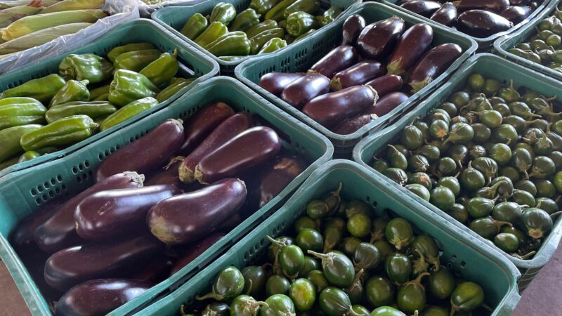 Chuvas mexem nos preços: abóbora dispara e berinjela fica mais barata na Ceasa-MS