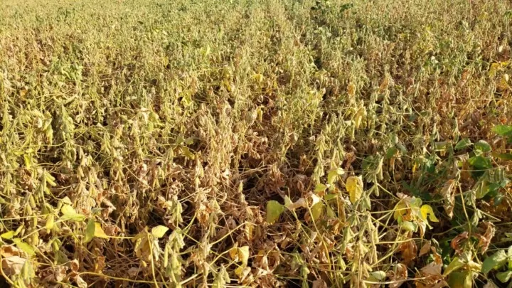 Seca no sul de MS reduz qualidade das lavouras e impacta mercado da soja