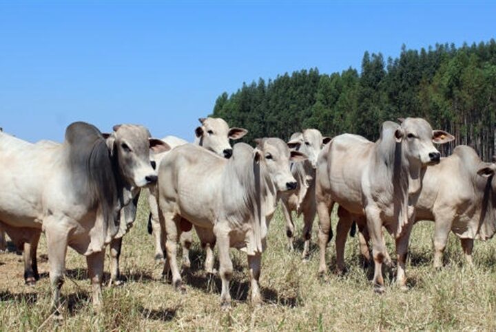 Pecuaristas devem se preparar para período seco e frio no campo, alerta Embrapa