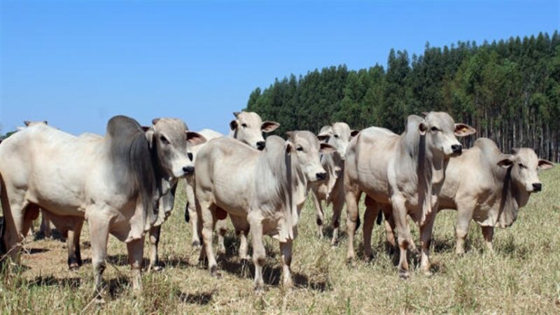 Pecuaristas devem se preparar para período seco e frio no campo, alerta Embrapa