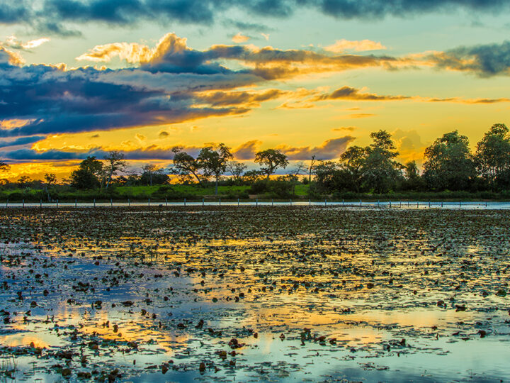 Mesmo com chuvas, Pantanal segue com cheia fraca e abaixo da média histórica