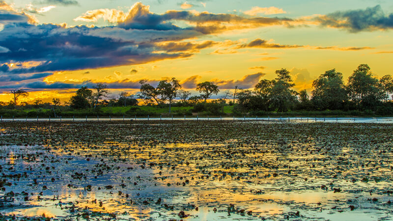 Mesmo com chuvas, Pantanal segue com cheia fraca e abaixo da média histórica