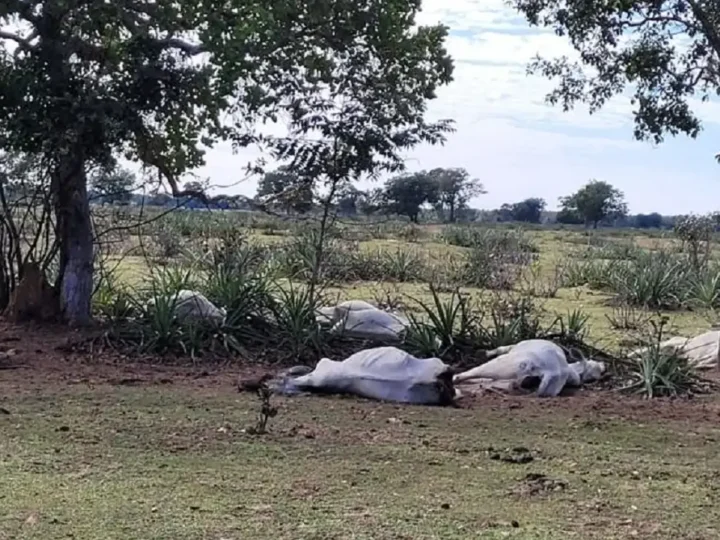 Frio provoca morte de 83 bovinos em cinco propriedades rurais de Mato Grosso do Sul