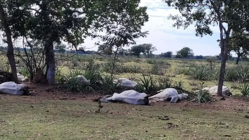 Frio provoca morte de 83 bovinos em cinco propriedades rurais de Mato Grosso do Sul