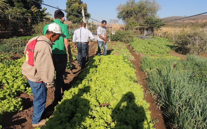 MS tem salto de 73% na produção orgânica certificada e amplia presença no setor