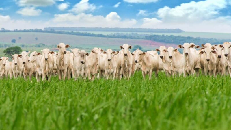 Produtores rurais de MS têm até 1º de junho para regularizar declaração obrigatória à Iagro