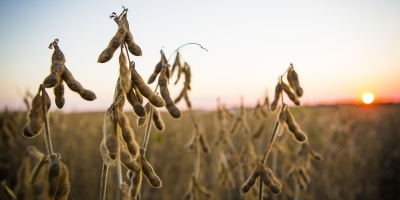 Aprosoja e Famasul pedem antecipação do plantio da soja em Mato Grosso do Sul