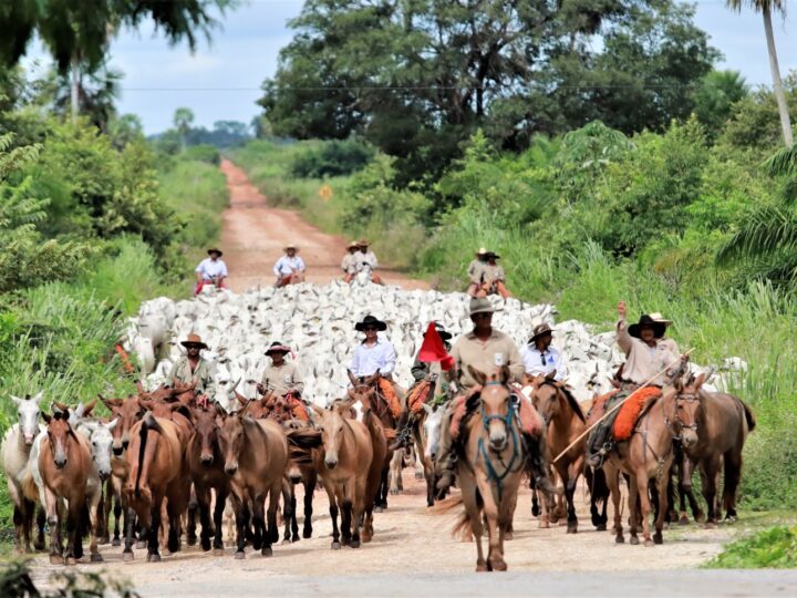 Mato Grosso do Sul reforça protagonismo da pecuária em trimestre recorde para o agronegócio brasileiro