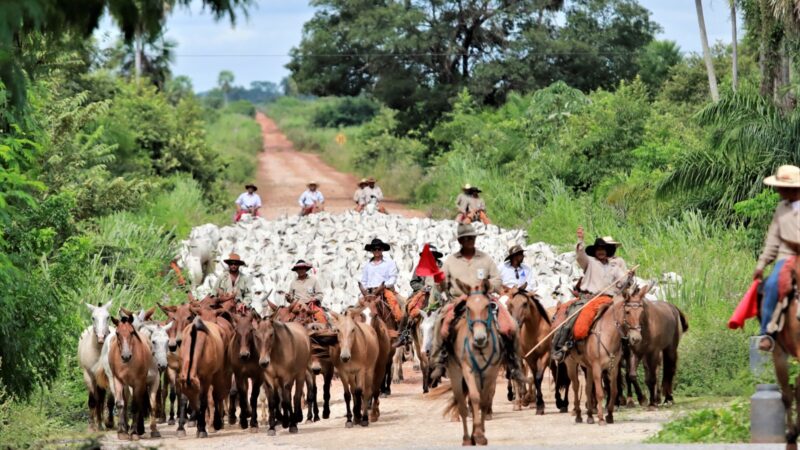 Mato Grosso do Sul reforça protagonismo da pecuária em trimestre recorde para o agronegócio brasileiro