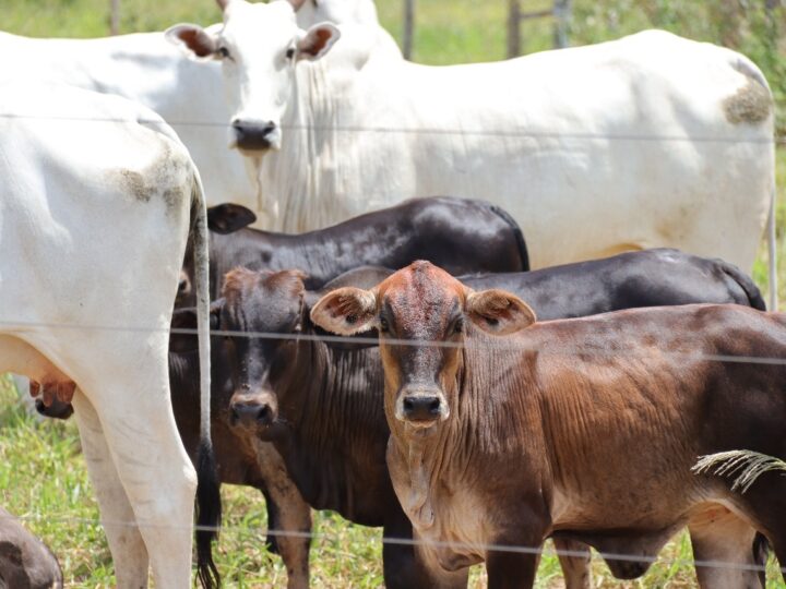 Vacinação contra brucelose segue calendário estadual em Mato Grosso do Sul
