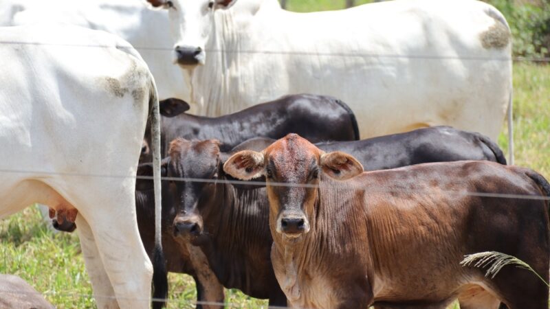 Vacinação contra brucelose segue calendário estadual em Mato Grosso do Sul