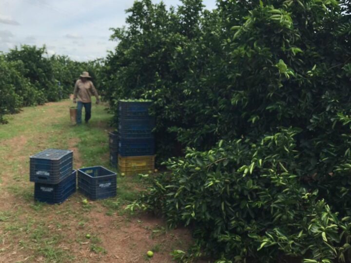 Justiça condena empresa após resgate de trabalhadores em condições análogas à escravidão em MS