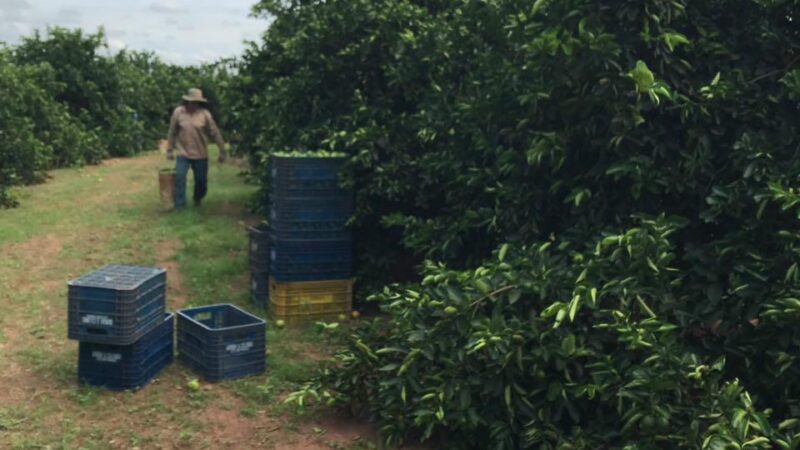 Justiça condena empresa após resgate de trabalhadores em condições análogas à escravidão em MS