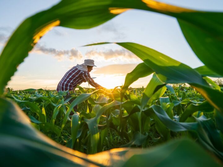 Nova linha de crédito libera R$ 10 bilhões para inovação no agronegócio