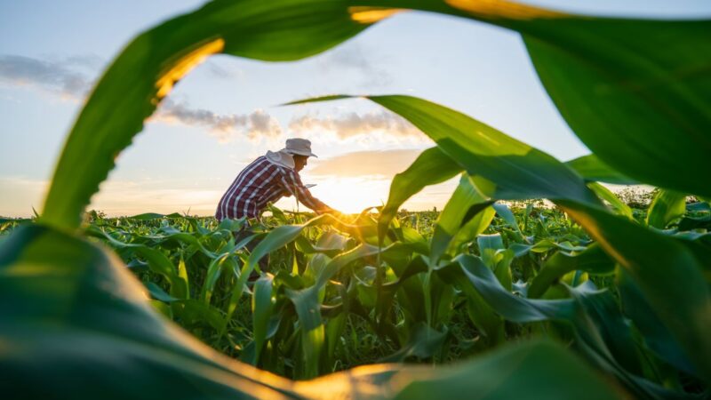 Nova linha de crédito libera R$ 10 bilhões para inovação no agronegócio