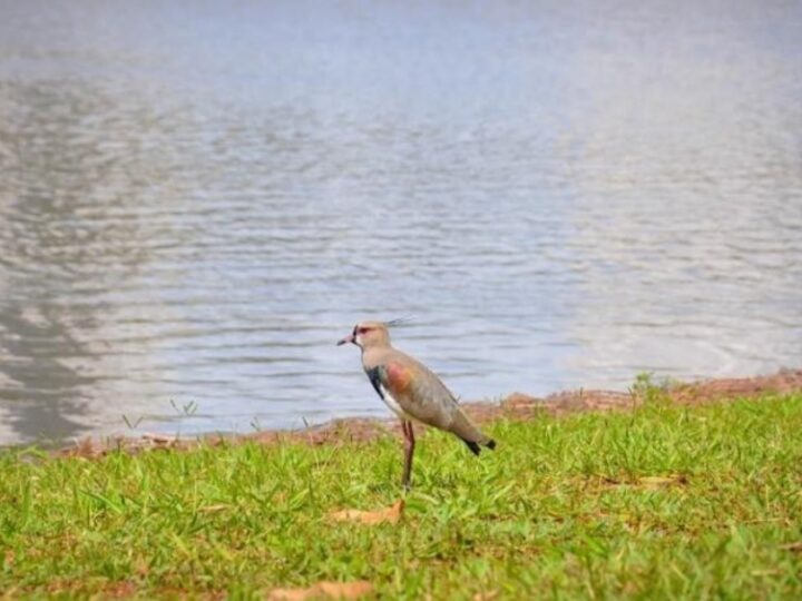 Mato Grosso do Sul terá sábado de calor intenso, baixa umidade e ventos fortes