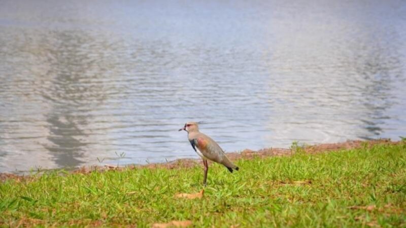 Mato Grosso do Sul terá sábado de calor intenso, baixa umidade e ventos fortes