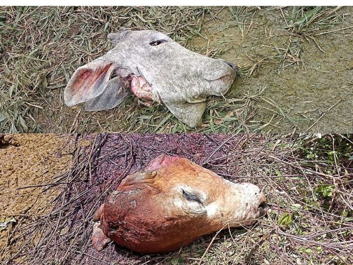 Criminosos abatem vaca em fazenda, furtam carne e deixam apenas cabeça e vísceras em MS
