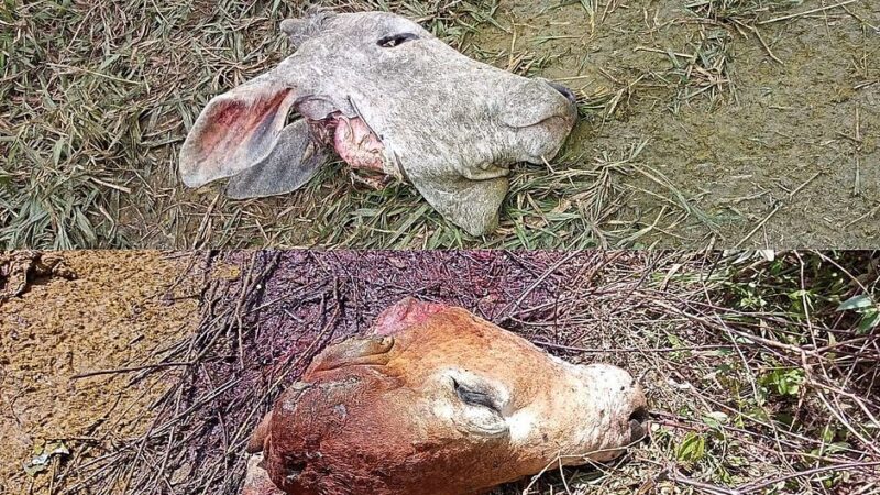 Criminosos abatem vaca em fazenda, furtam carne e deixam apenas cabeça e vísceras em MS