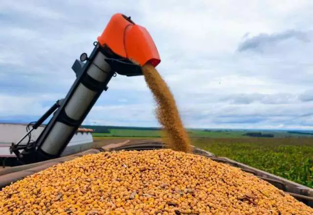 Soja sobe e milho mantém estabilidade em MS; comercialização das safras ganha ritmo