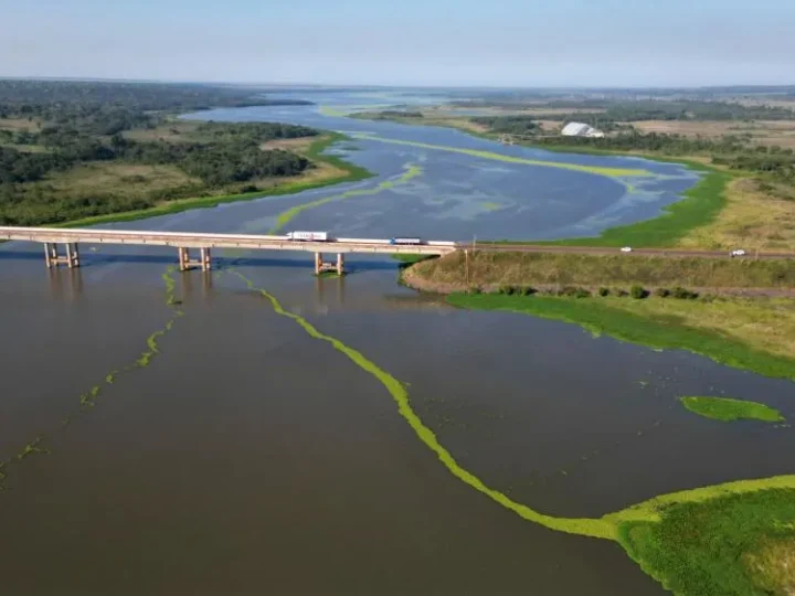 Proliferação de plantas aquáticas avança e preocupa no lago de Porto Primavera
