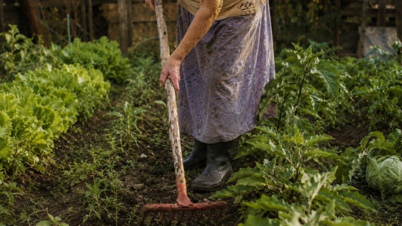 Justiça de MS reconhece trabalho rural e período em Portugal para conceder aposentadoria no INSS