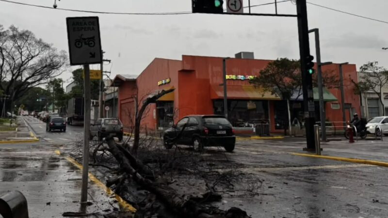 Galho de árvore de grande porte cai e interdita faixa da Avenida Mato Grosso