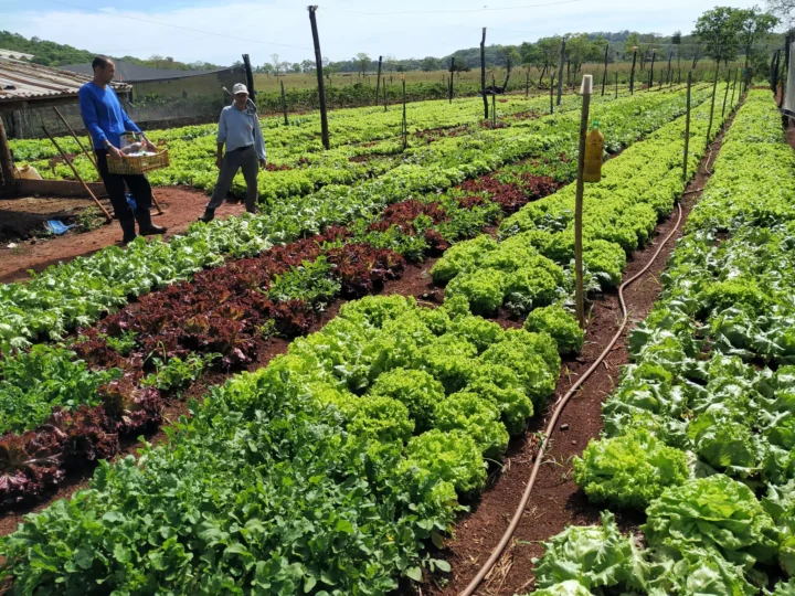 Campo Grande supera R$ 1 bilhão em produção agrícola e amplia área cultivada