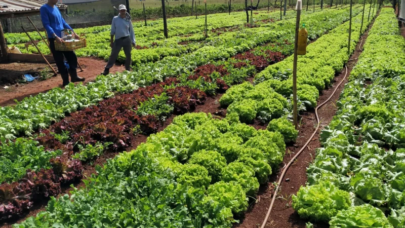 Campo Grande supera R$ 1 bilhão em produção agrícola e amplia área cultivada
