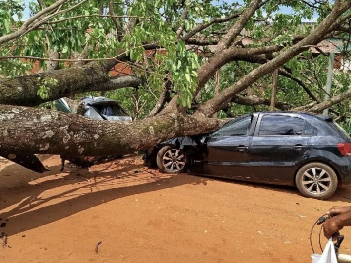Ipê de mais de seis metros cai sobre dois carros no Parque do Lageado