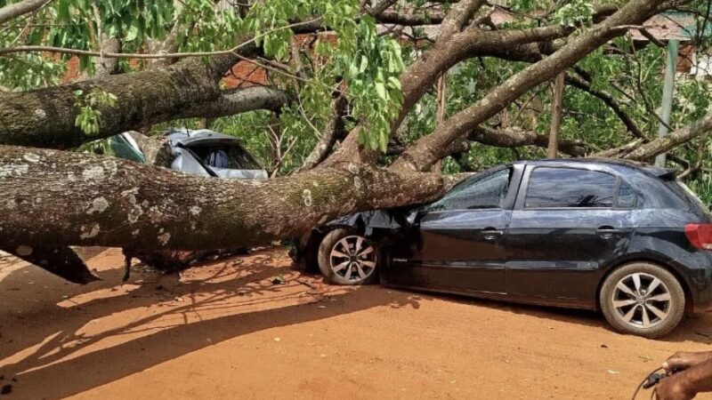 Ipê de mais de seis metros cai sobre dois carros no Parque do Lageado
