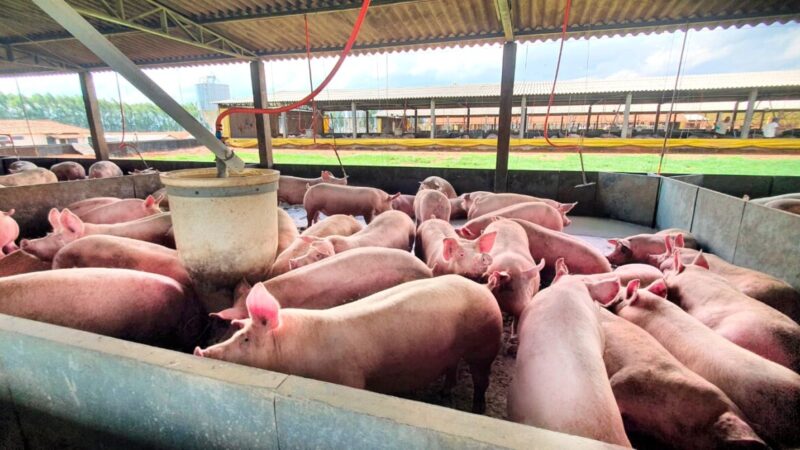 Rebanho suíno de MS chega a quase 2 milhões de cabeças e produção de ovos cresce 18,3%