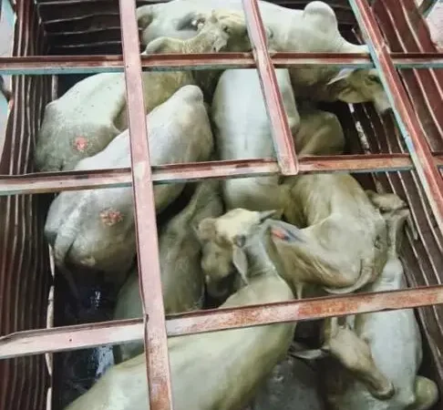 Capatazes são presos com 20 novilhas furtadas e duas arma
