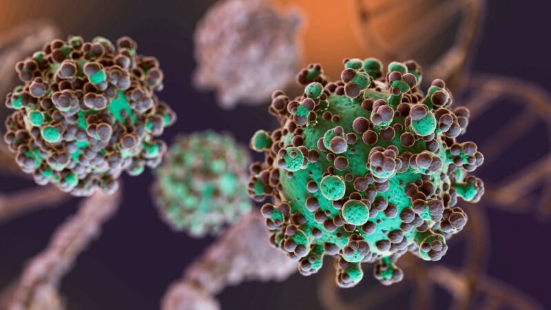 Fungo raro associado a infecções cerebrais preocupa cientistas após aumento de casos nos EUA