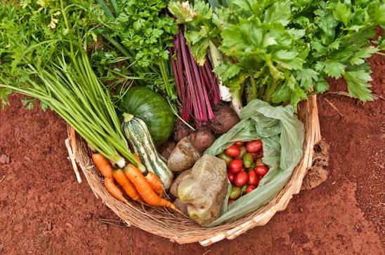 MS lança painel para monitorar segurança alimentar e indicadores nutricionais nos 79 municípios