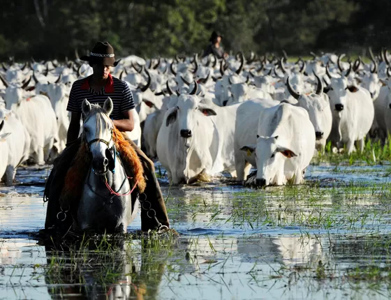 Cheia do Rio Paraná preocupa produtores, força retirada de gado e deixa famílias ilhadas