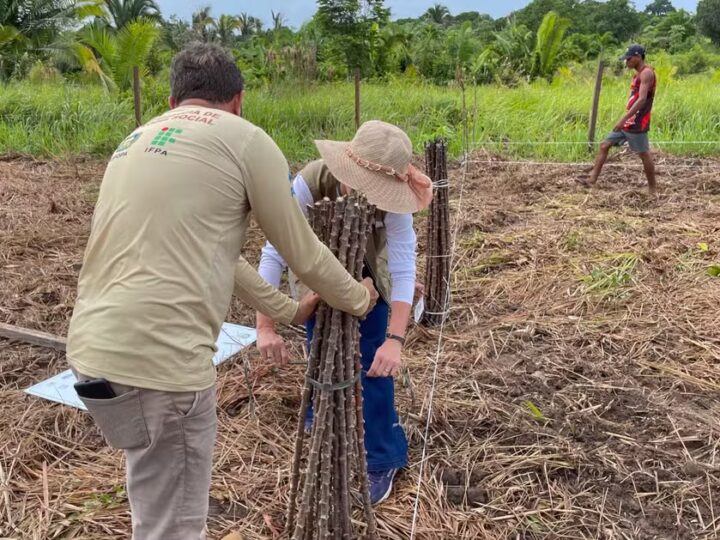 Campo Grande recebe Dia de Campo da Mandioca com tecnologias para aumentar a produção rural