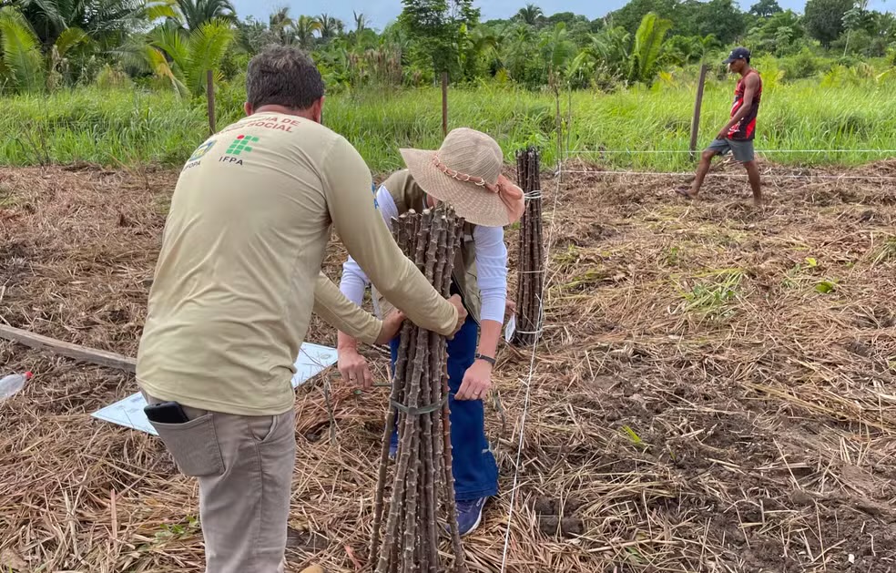Fique por dentro: Campo Grande recebe Dia de Campo da Mandioca com tecnologias para aumentar a produção rural